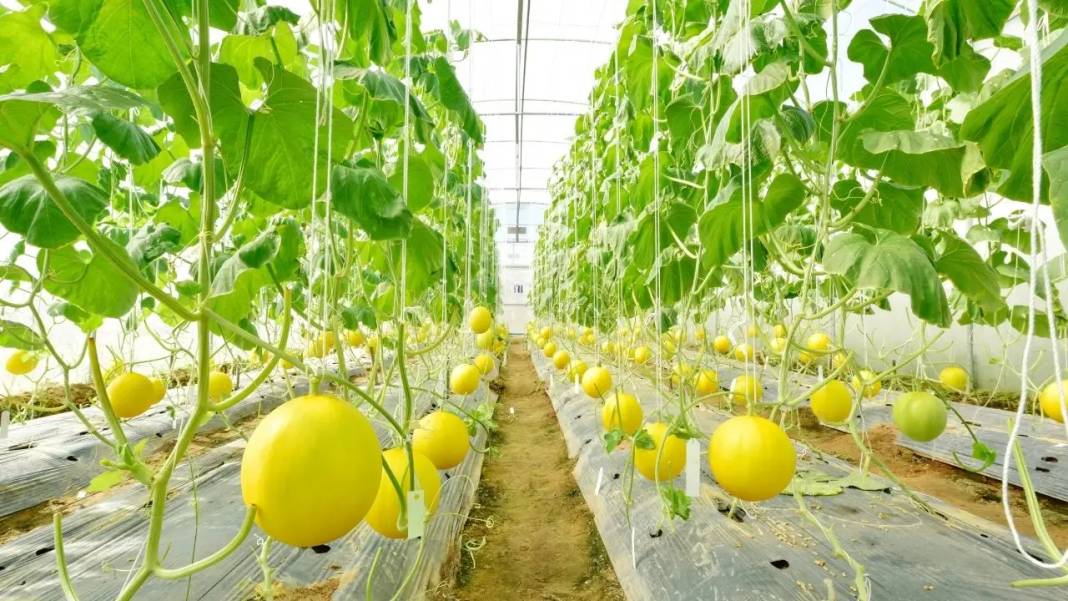 Antalyalı Çiftçilere İl Tarım’dan Kritik Uyarı 7